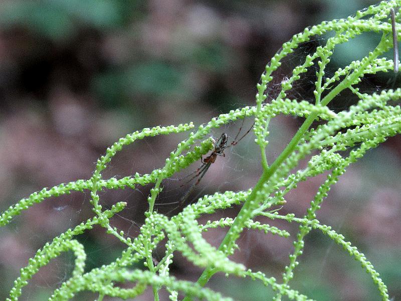 2010-06-12, Uttewalder Grund (11).jpg